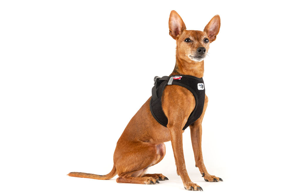Curli - Vest Cord mit Schnalle "schwarz"