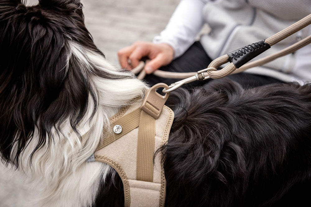 Curli - Vest Cord mit Schnalle "tan"