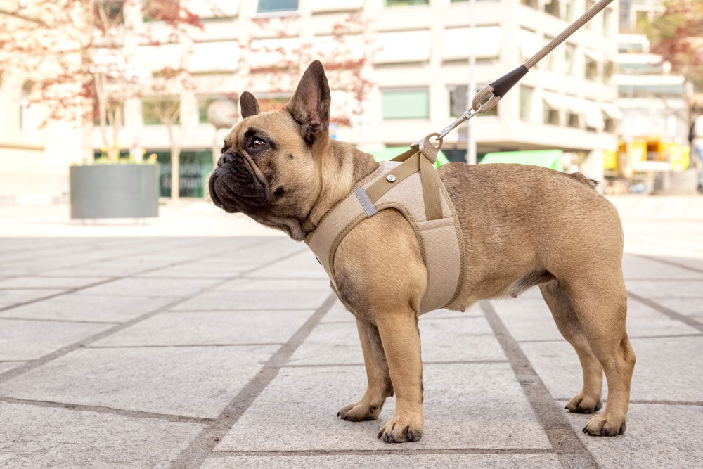Curli - Vest Cord mit Schnalle "tan"