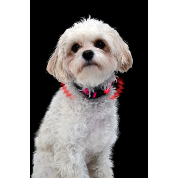 NiteDawg - LED Light-Up Hundehalsband für kleinere Hunde "pink" Größe XS