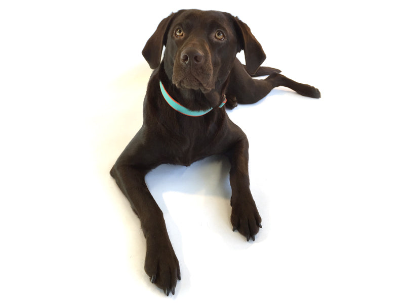 Dogma - Nylonhalsband "Capri" 2,5cm breit