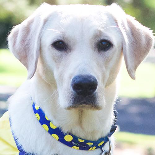 Walk-e-Woo - Halsband "Yellow dot on blue" in L