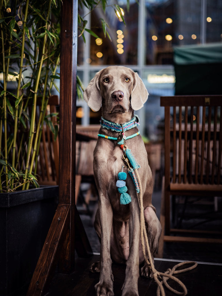 DWAM - Hundekette "Coco Beach"