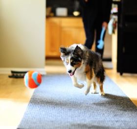 Chuckit! - Indoor Ball