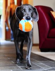 Chuckit! - Indoor Ball
