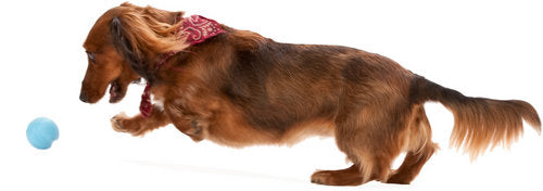 West Paw - "Jive" XS