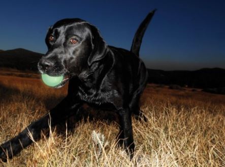 Chuckit! - "Max Glow" S