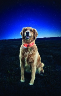 NiteDawg - LED Hundehalsband "Orange" Größe M