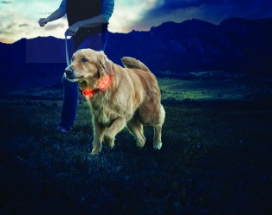 NiteDawg - LED Hundehalsband "Orange" Größe M