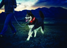 NiteDawg - LED Hundehalsband "Rot" Größe L