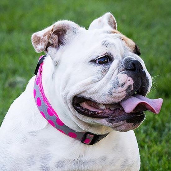 Walk-e-Woo - Halsband "Pink Dots on Grey"