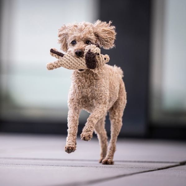 Laboni - Baumwollspielzeug "Doggy Dog Jr."