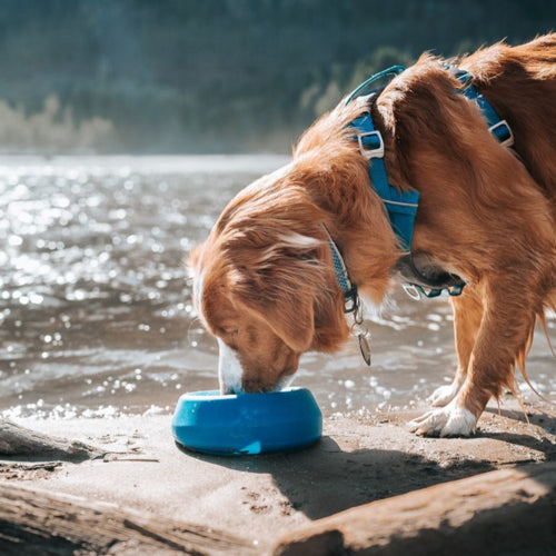 Kurgo - "Splash Free Bowl" 710ml in blau