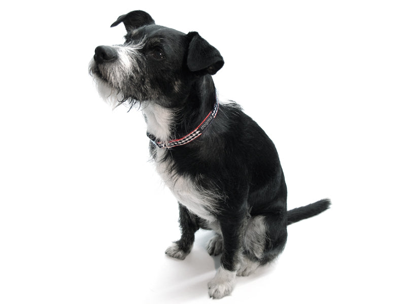 Dogma - Nylonhalsband "Little Pepita" 1,6cm breit