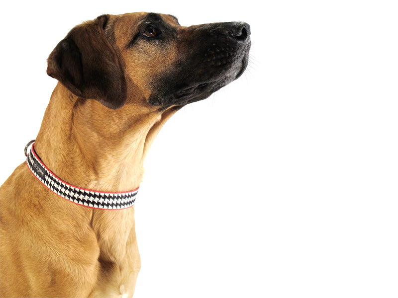 Dogma - Nylonhalsband "Pepita" 2,5cm breit